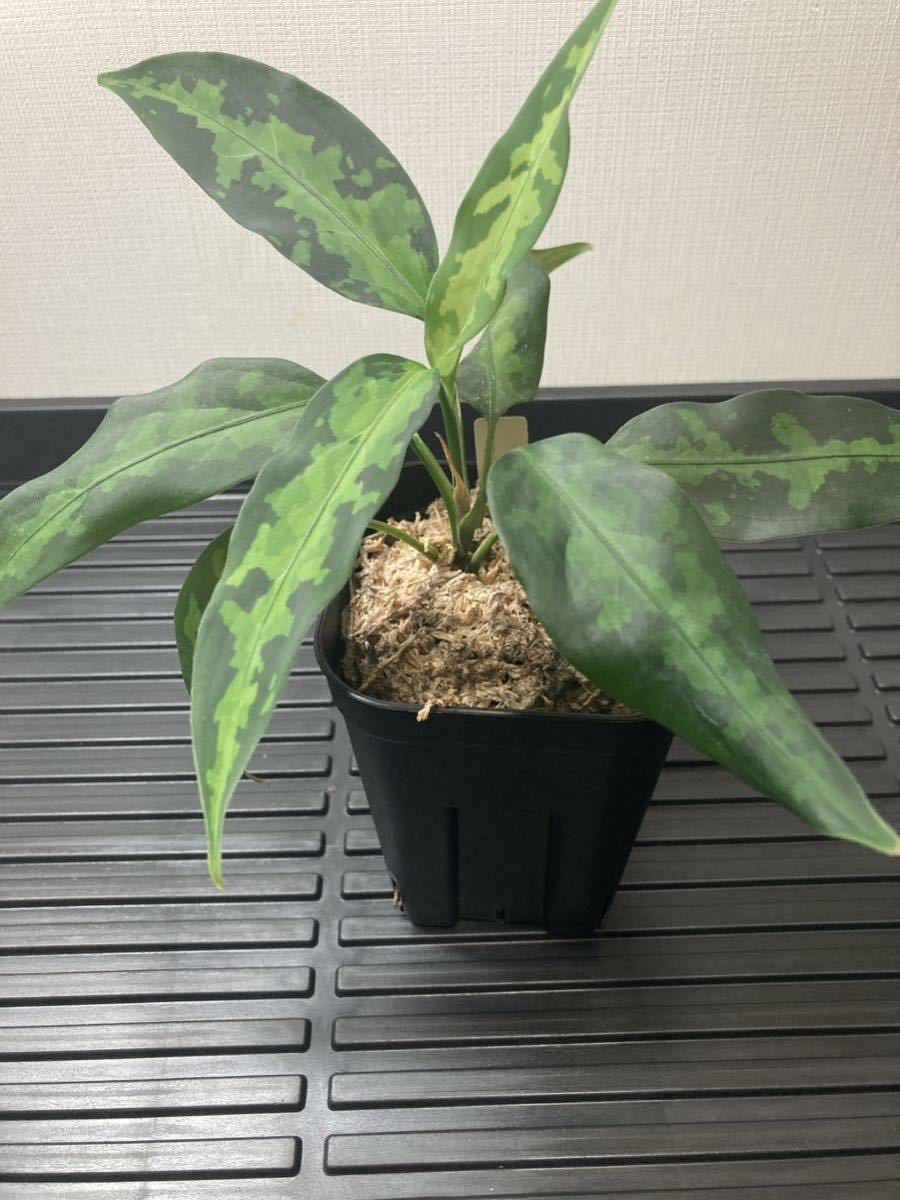 LA便 Aglaonema pictum Aceh sumatera 【LA0121-01z-b】『葉型は最高