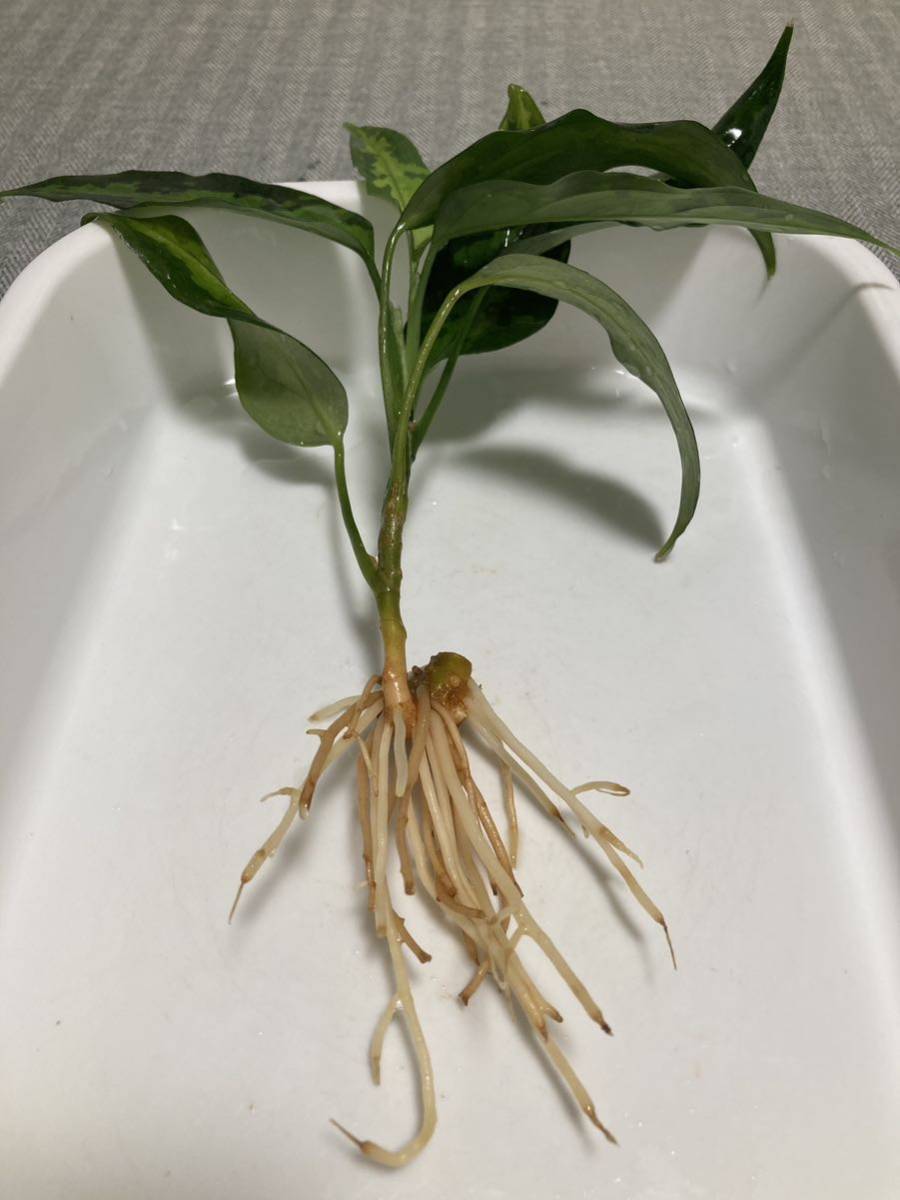 LA便 Aglaonema pictum Aceh sumatera 【LA0121-01z-b】『葉型は最高
