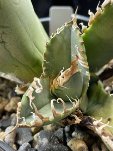 アガベ MS-AW 台湾ゴジラ コロナ 眩しく 