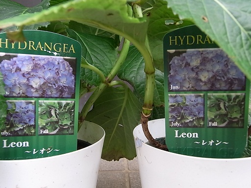 ｆｆｆ あじさい レオン ２鉢 入手困難 花終わり アジサイ 売買されたオークション情報 Yahooの商品情報をアーカイブ公開 オークファン Aucfan Com