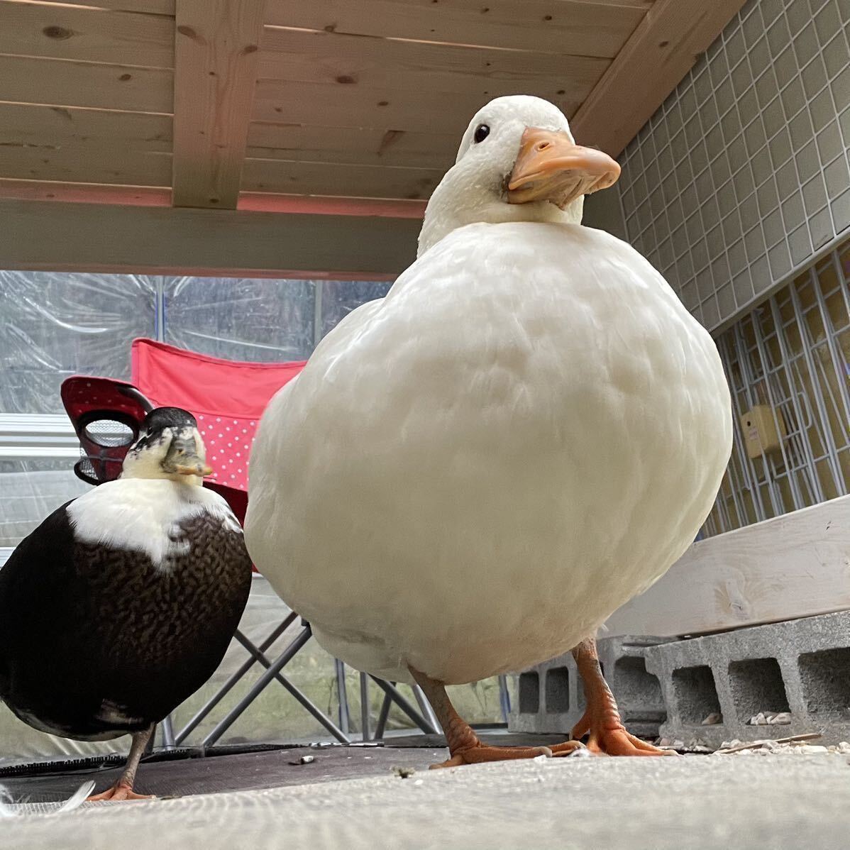 【目髙ノ雫】 コールダック 卵 6 個 ［ 産卵日　8/7 8/8 ］_1