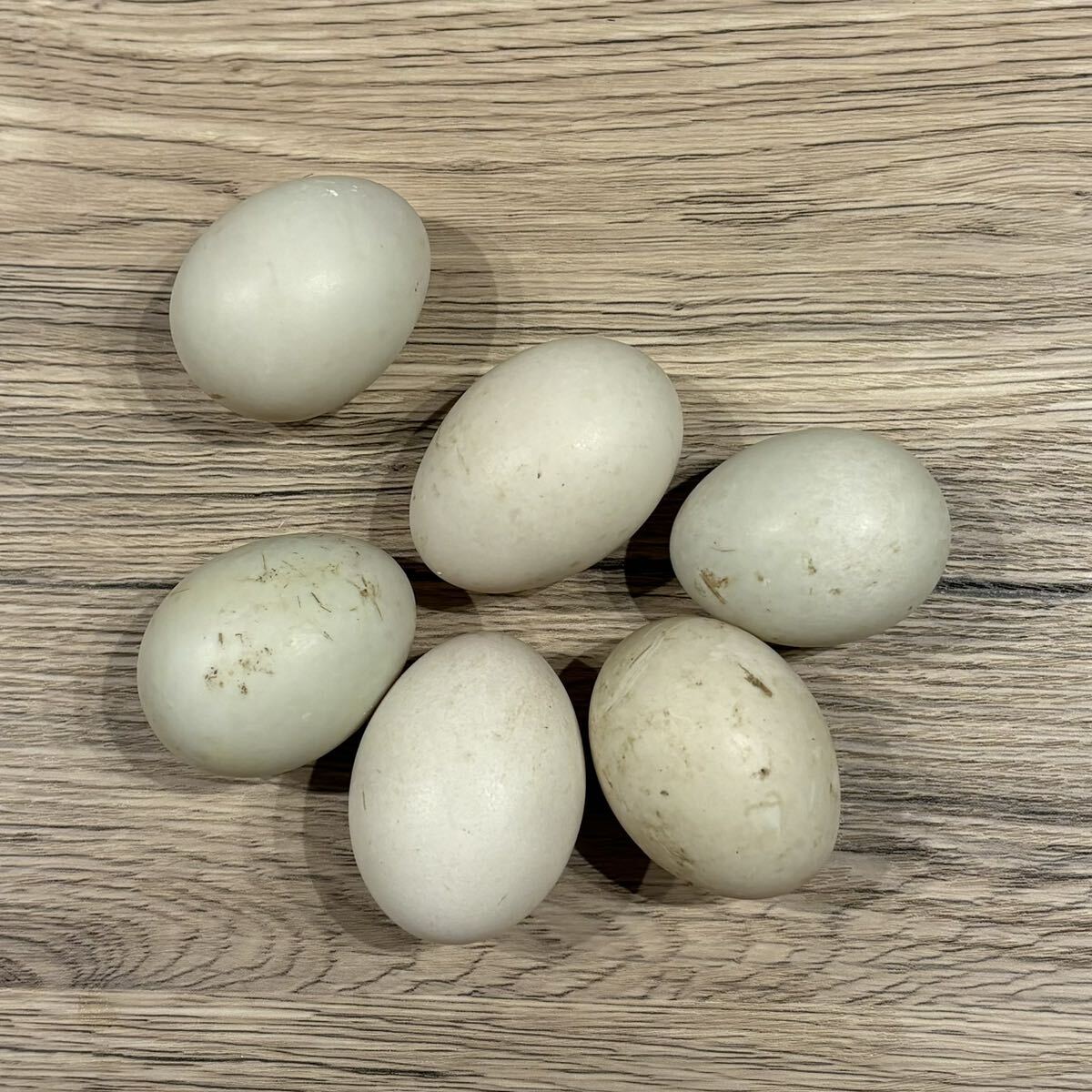 【目髙ノ雫】 コールダック 卵 6 個 ［ 産卵日　8/7 8/8 ］_10