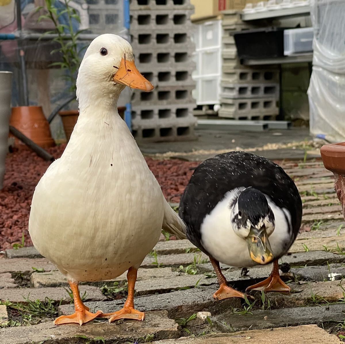 【目髙ノ雫】 コールダック 卵 6 個 ［ 産卵日　8/7 8/8 ］_2