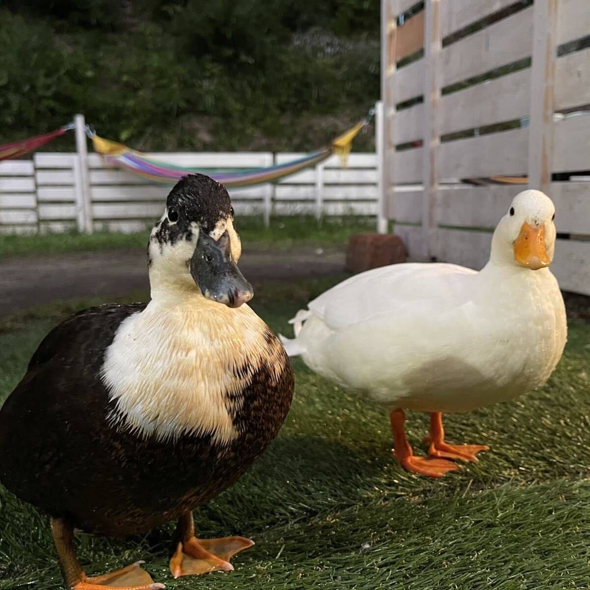 【目髙ノ雫】 コールダック 卵 6 個 ［ 産卵日　8/7 8/8 ］_3