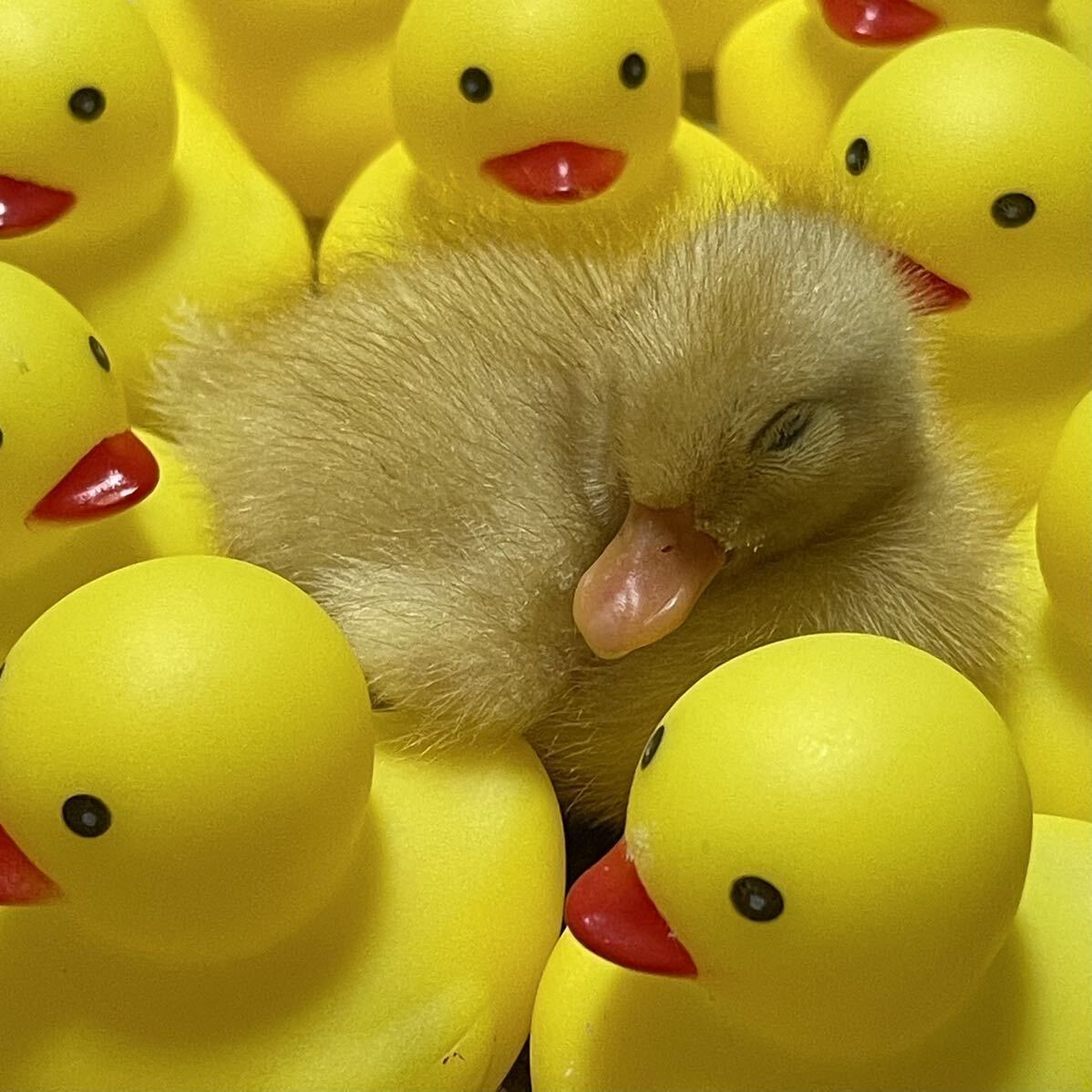 【目髙ノ雫】 コールダック 卵 6 個 ［ 産卵日　8/7 8/8 ］_4