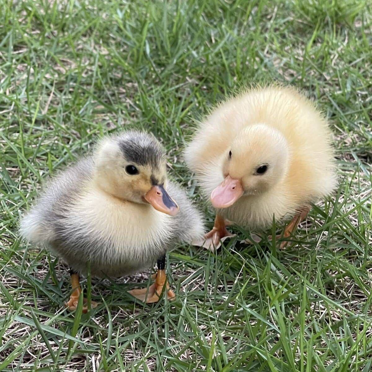 【目髙ノ雫】 コールダック 卵 6 個 ［ 産卵日　8/7 8/8 ］_7