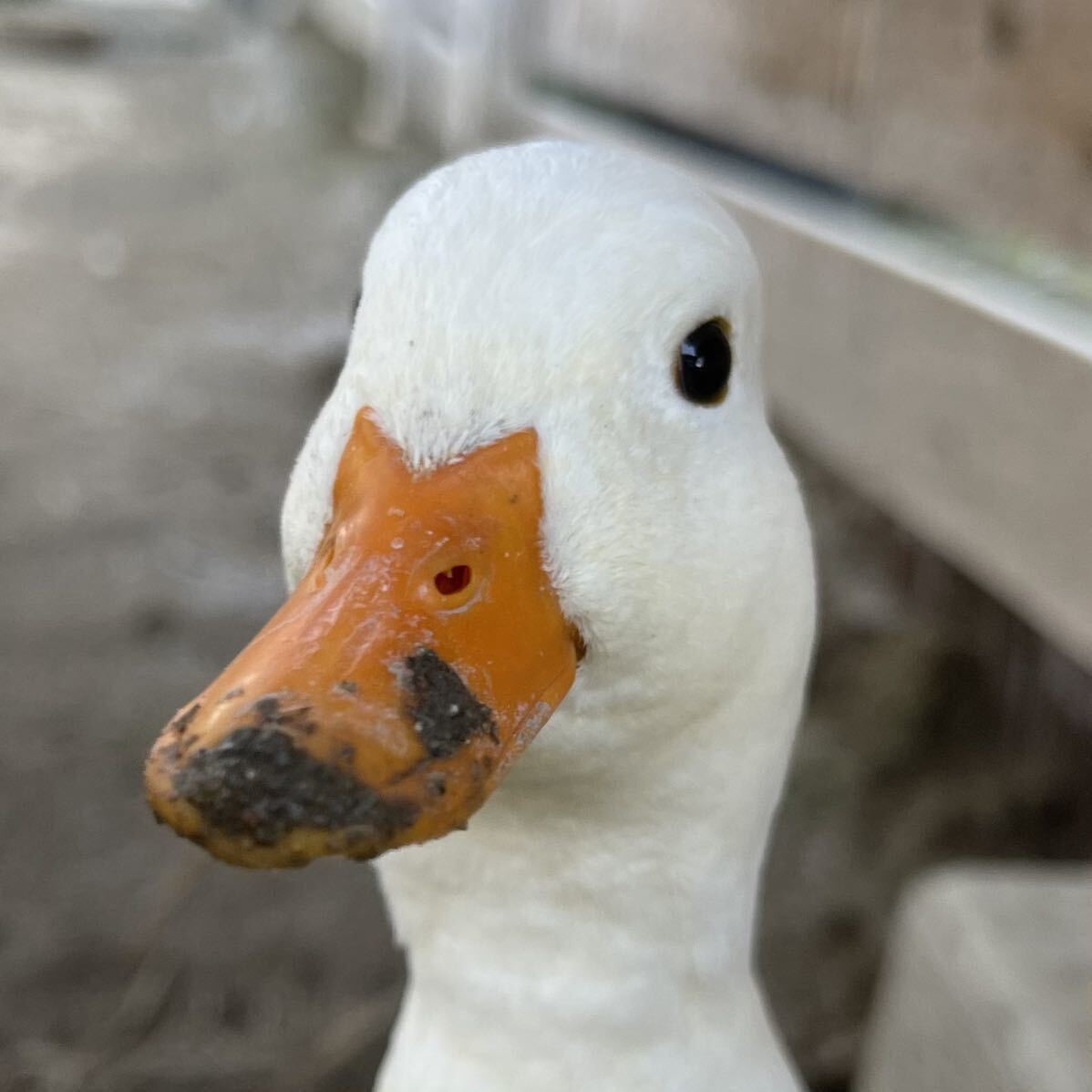 【目髙ノ雫】 コールダック 卵 6 個 ［ 産卵日　8/7 8/8 ］_8