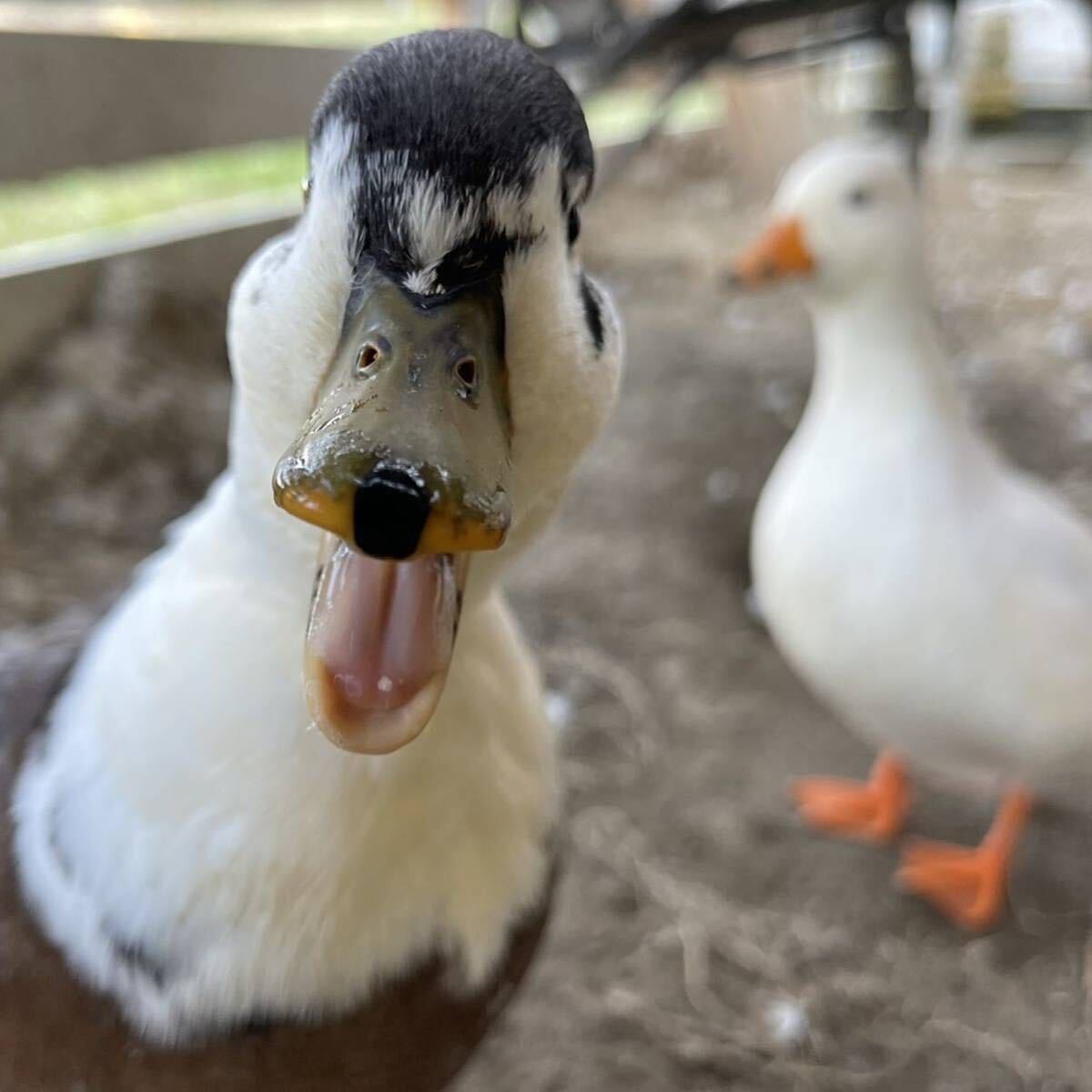 【目髙ノ雫】 コールダック 卵 6 個 ［ 産卵日　8/7 8/8 ］_9