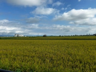 新米　精米10ｋｇ　コシヒカリ　無農薬　農家直送　9/6　4_2