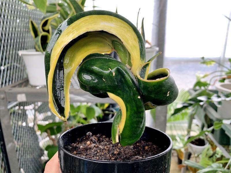 サンスベリア Sansevieria Bird Beak B サンスベリア・バードビーク Sansevieria bird beak(観葉植物)｜売買