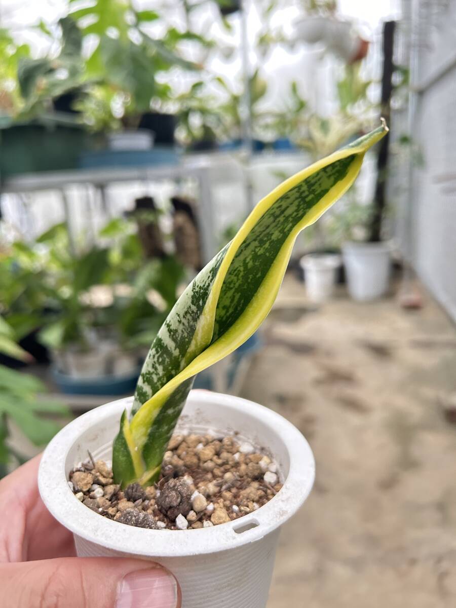 サンスベリア・バードビーク Sansevieria bird beak(観葉植物)｜売買
