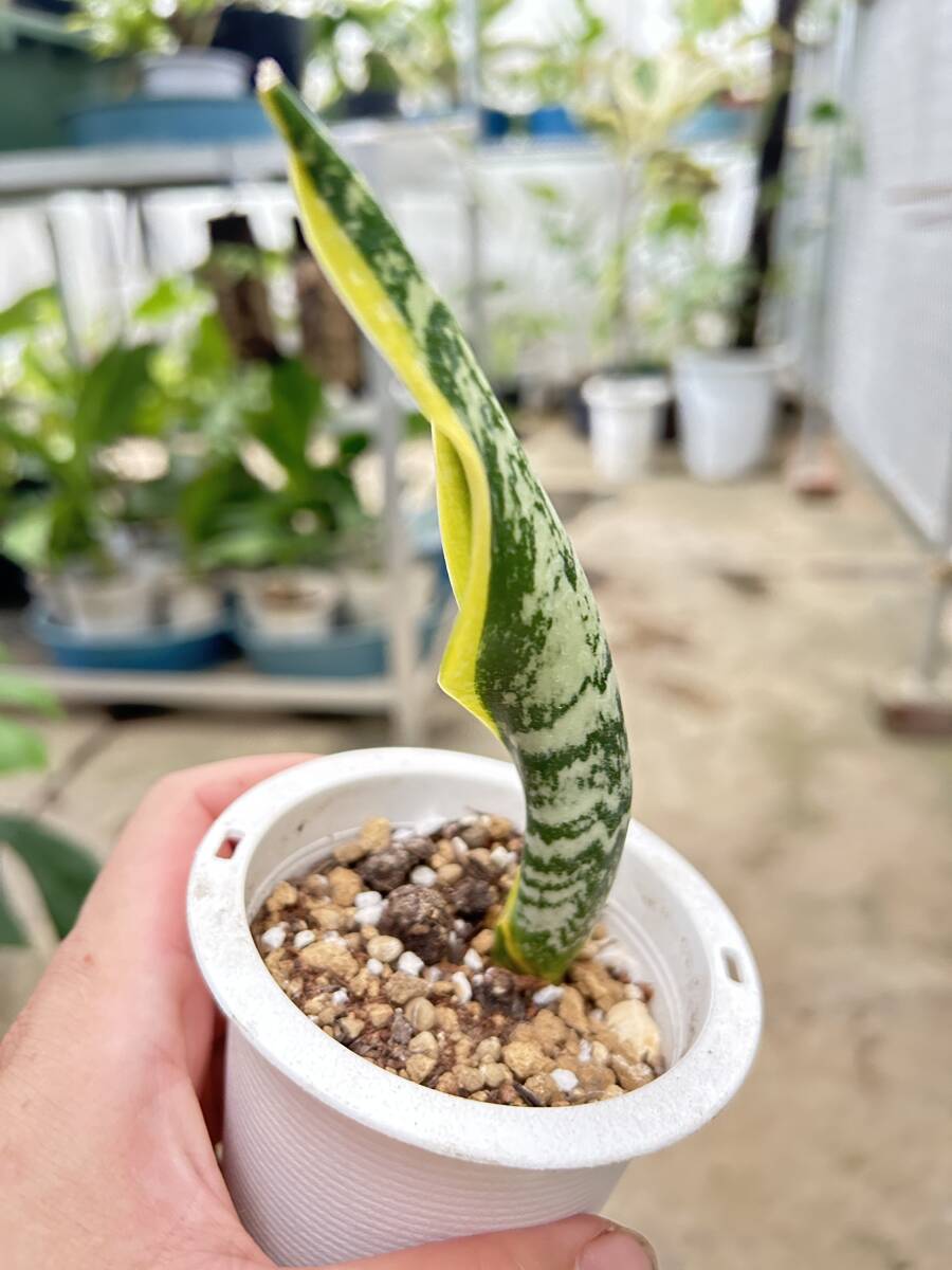 サンスベリア・バードビーク Sansevieria bird beak(観葉植物)｜売買