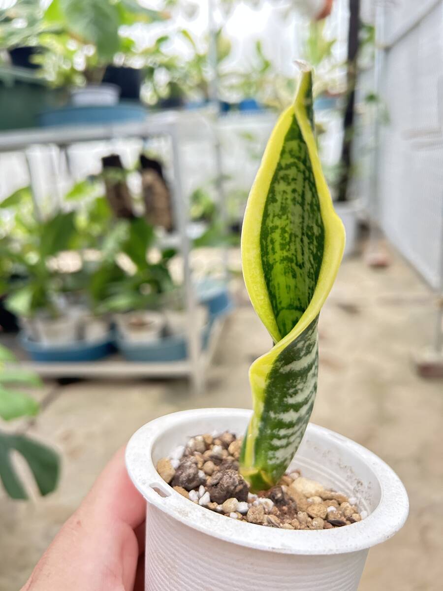 サンスベリア・バードビーク Sansevieria bird beak(観葉植物)｜売買