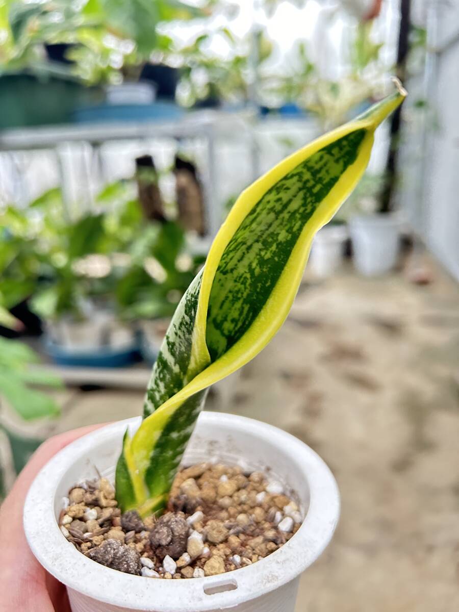 サンスベリア・バードビーク Sansevieria bird beak(観葉植物)｜売買