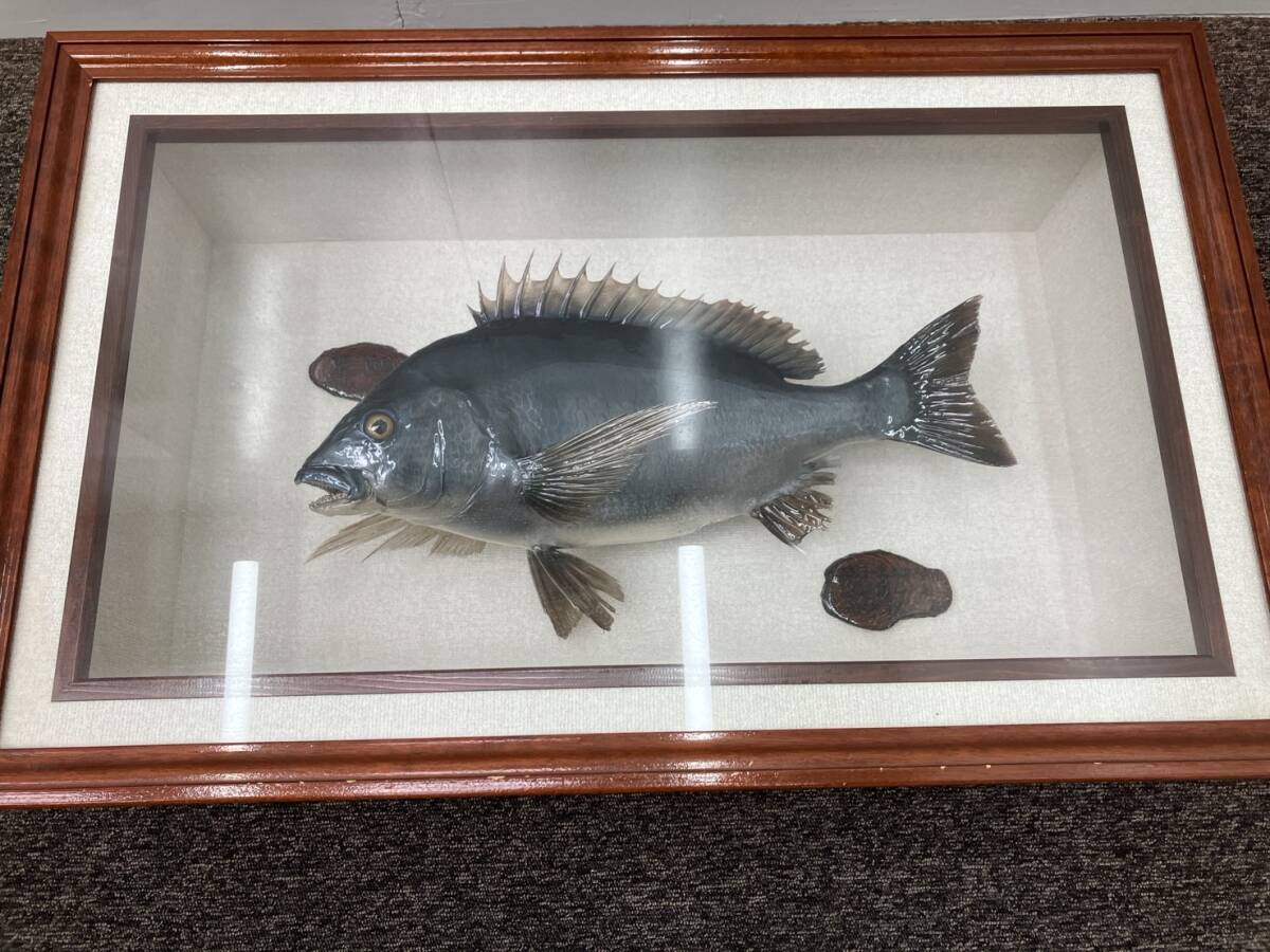 黒鯛 剥製 約48センチ チヌ 魚 ケース付き(フィッシング)｜売買された