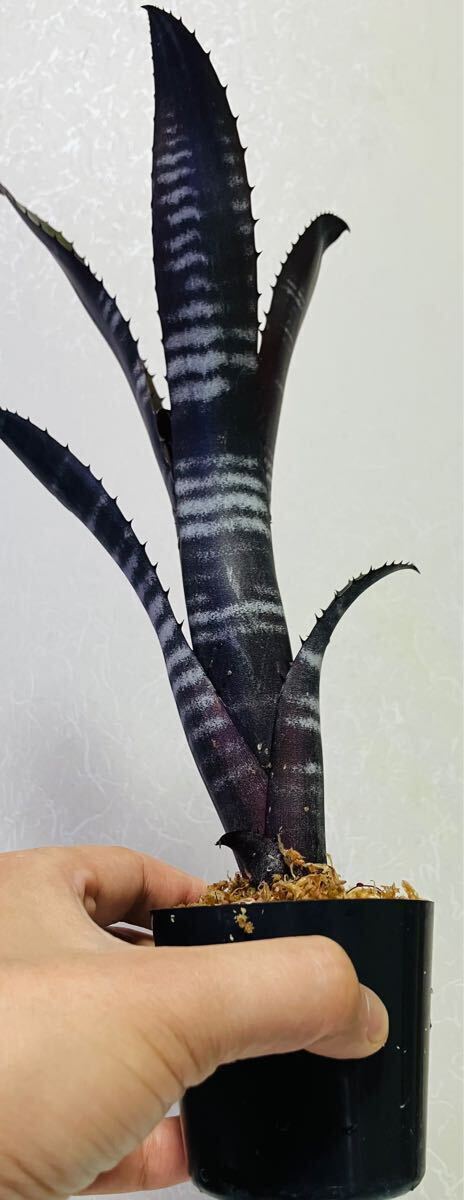 ビルベルギア ダースベイダー Billbergia Darth Vader_1