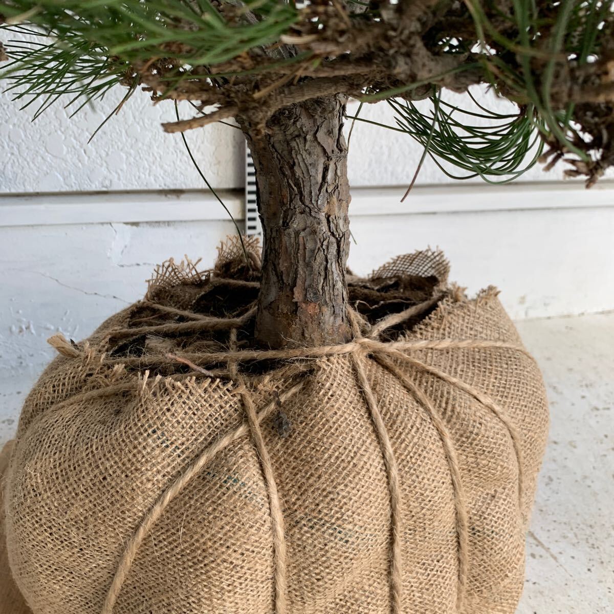 仕立て物 黒松 約100cm【クロマツ/くろまつ/盆栽/苗木/植木/庭木/生垣