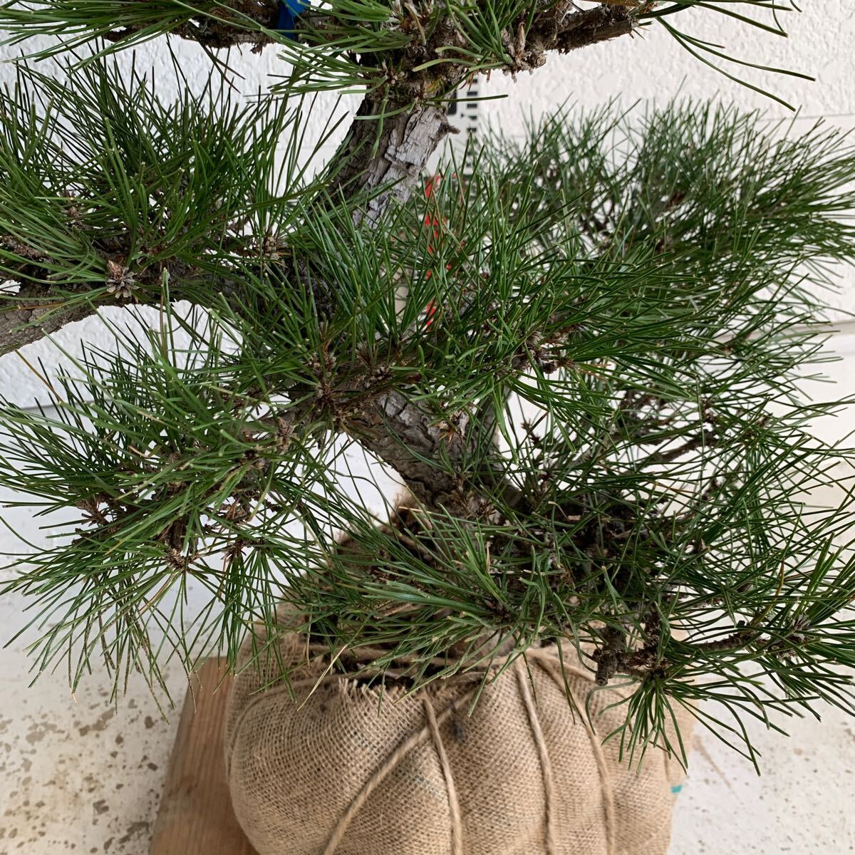 仕立て物 黒松 約100cm【クロマツ/くろまつ/盆栽/苗木/植木/庭木/生垣