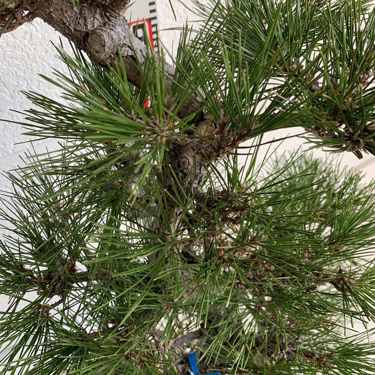 仕立て物 黒松 約100cm【クロマツ/くろまつ/盆栽/苗木/植木/庭木/生垣