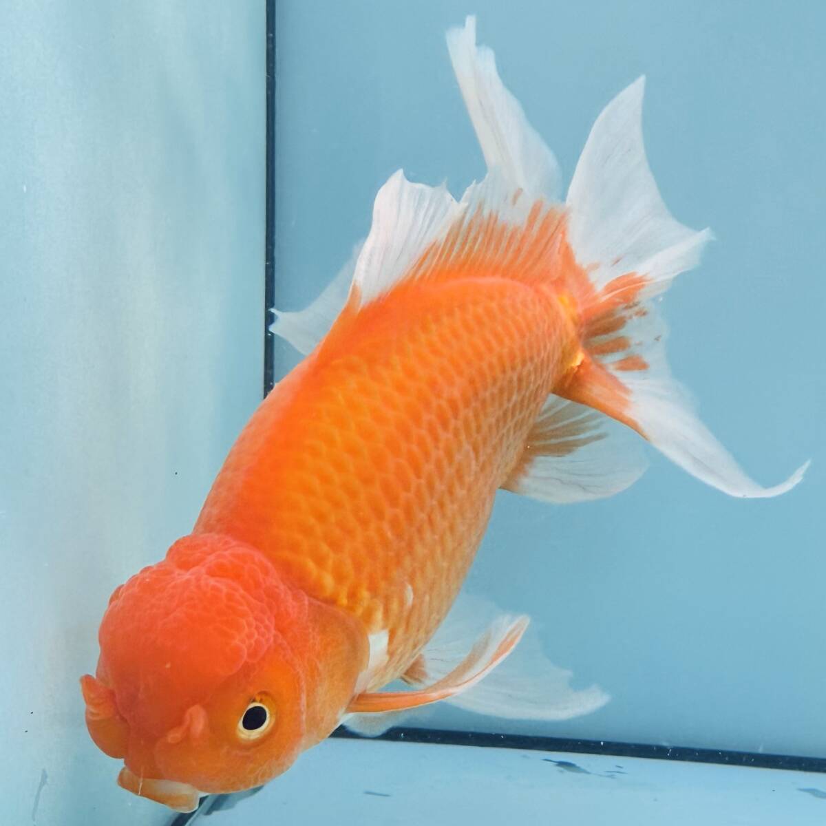 ジャンボオランダ獅子頭2 凄い迫力の約23〜25cm。2才のジャンボオランダ獅子頭2匹。 7/4新入荷