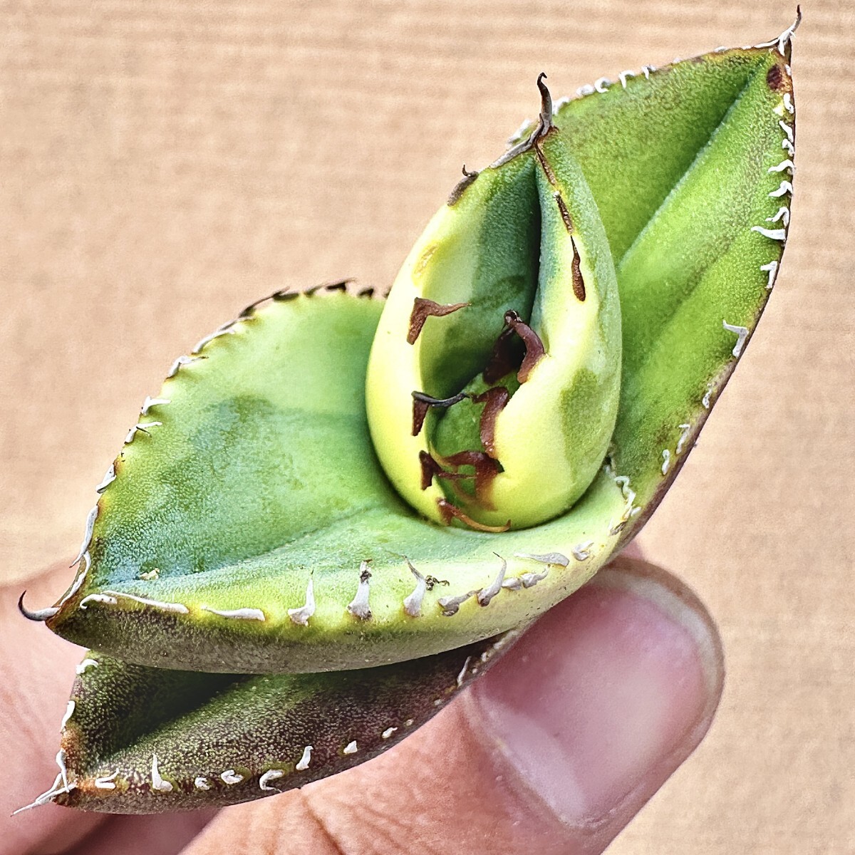 Lj_plants】Q51 特選 アガベ 多肉植物 ジャガーノート 純血錦