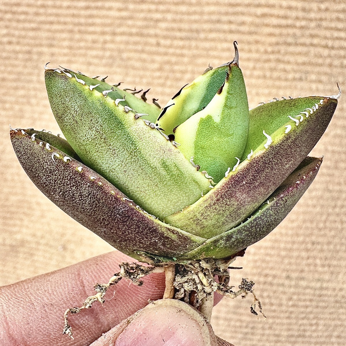 Lj_plants】Q51 特選 アガベ 多肉植物 ジャガーノート 純血錦
