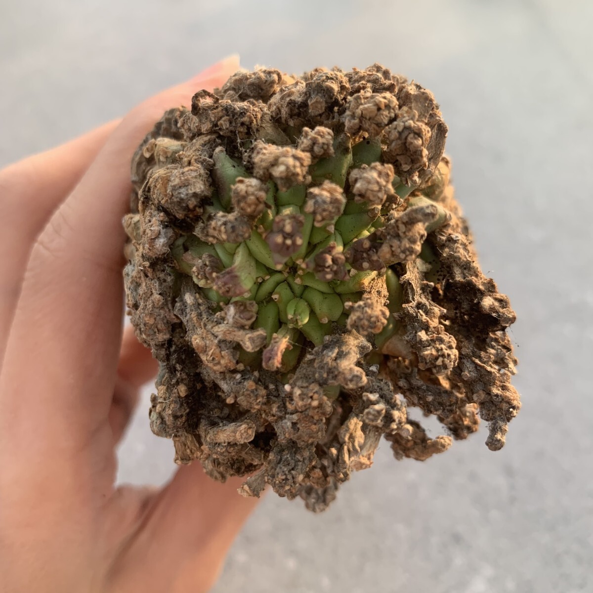 N33 多肉植物 塊根植物 euphorbia namibensis ユーフォルビアナミベン