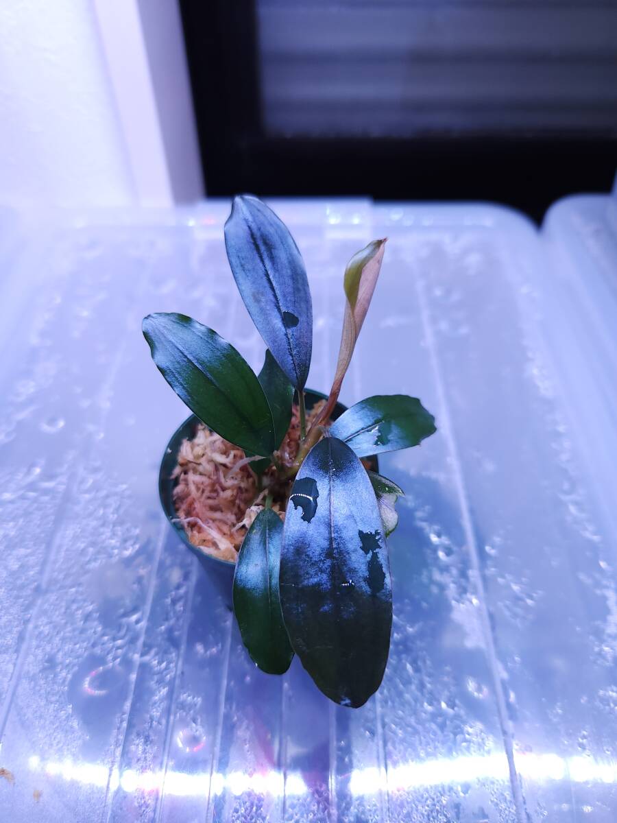 ブセファランドラ deep purple Bucephalandra sp.”Deep Purple