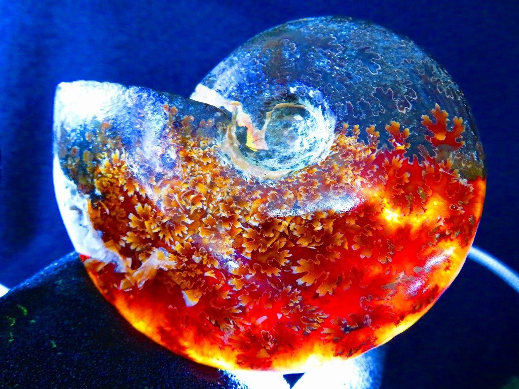 科学、自然 数万個の中の一個☆天然マダガスカル産 ☆ 縫合線オパール