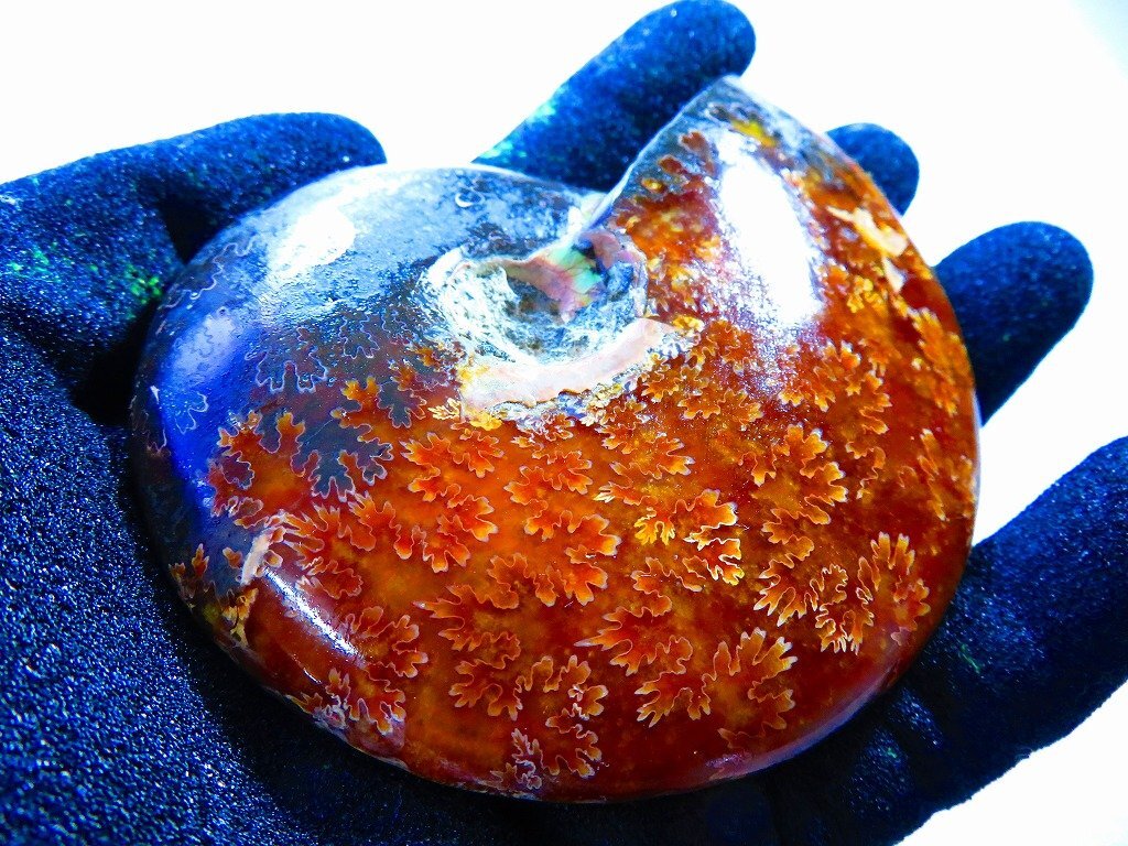 科学、自然 数万個の中の一個☆天然マダガスカル産 ☆ 縫合線