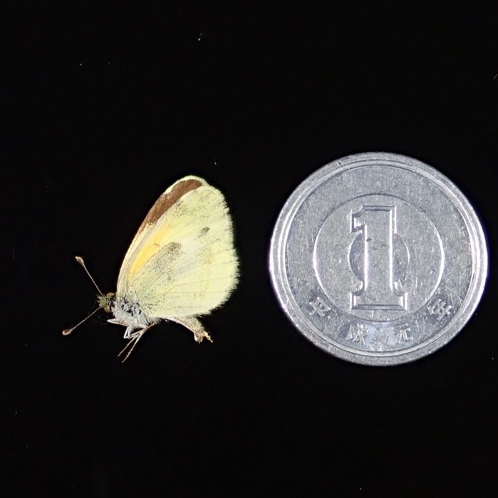 /Vl** 世界最小シロチョウ！チビキチョウ メキシコ産 前翅長13.8mm_1
