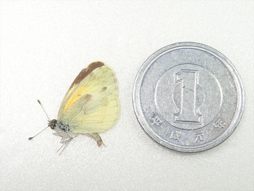/Vl** 世界最小シロチョウ！チビキチョウ メキシコ産 前翅長13.8mm_2