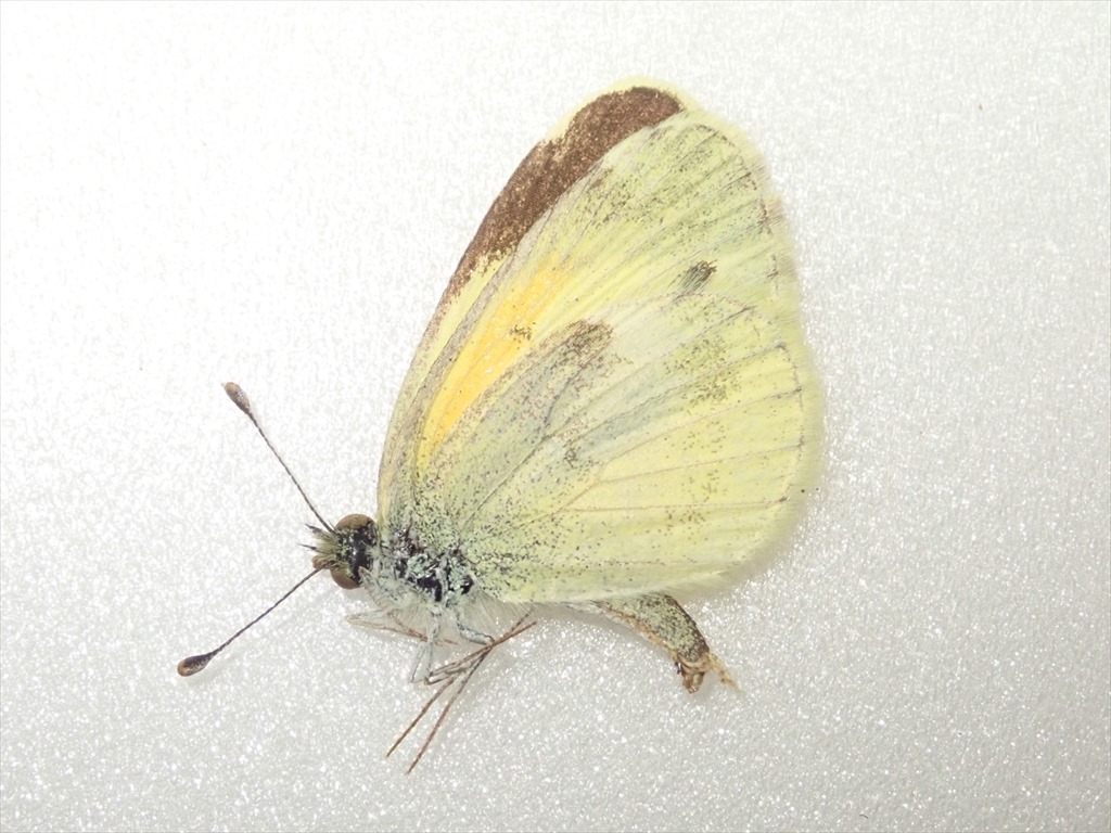 /Vl** 世界最小シロチョウ！チビキチョウ メキシコ産 前翅長13.8mm_3