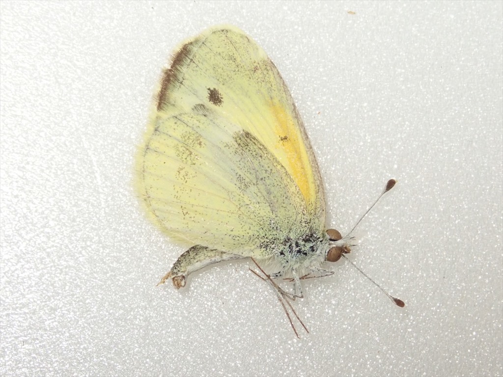 /Vl** 世界最小シロチョウ！チビキチョウ メキシコ産 前翅長13.8mm_4