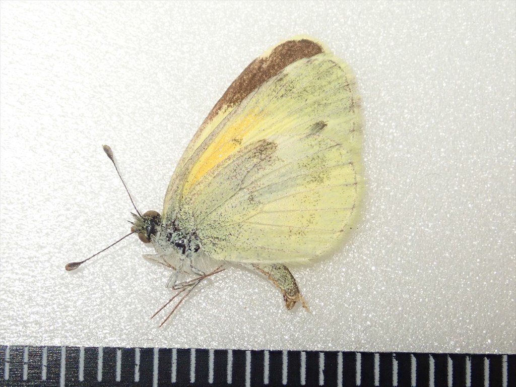 /Vl** 世界最小シロチョウ！チビキチョウ メキシコ産 前翅長13.8mm_5