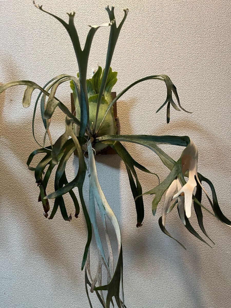 P.willinckii ‘Moonlight’ (pn) ムーンライト ブルーアマリリス