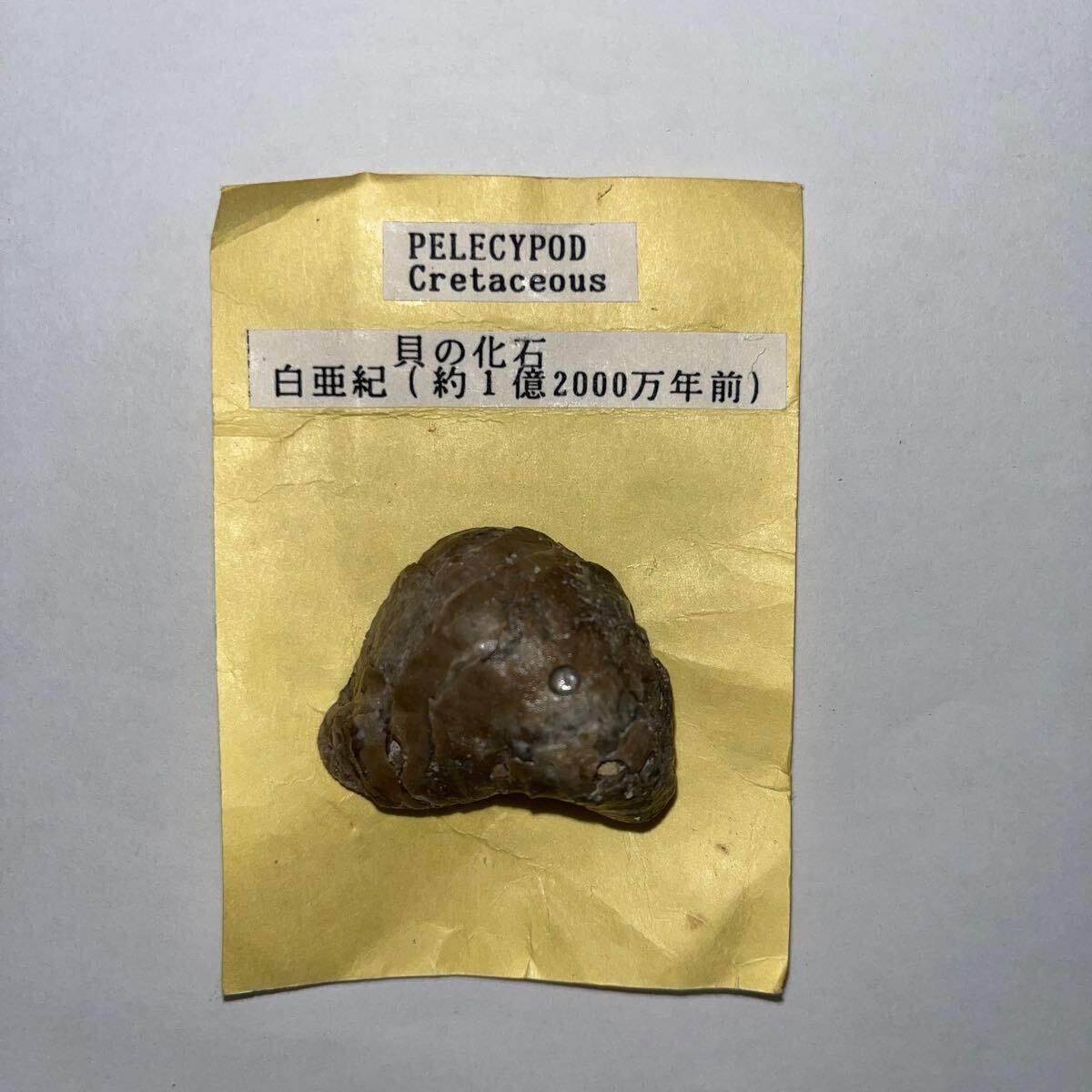 ☆262. 貝の化石 白亜紀 約1億2000万年前 PELECYPOD Cretaceous 現上品