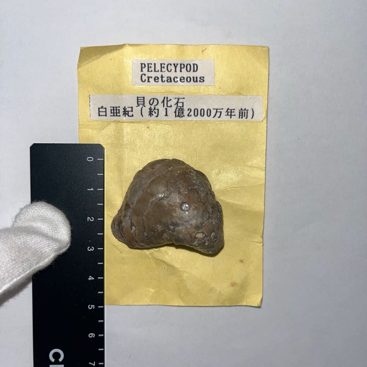 ☆262. 貝の化石 白亜紀 約1億2000万年前 PELECYPOD Cretaceous 現上品