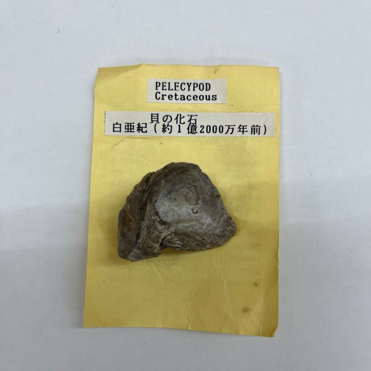 ☆262. 貝の化石 白亜紀 約1億2000万年前 PELECYPOD Cretaceous 現上品