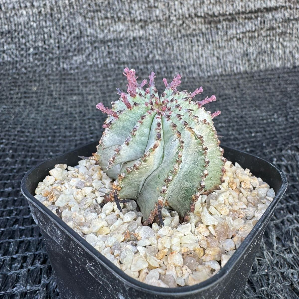 ポリゴナスノーフレイク（メス） カキ子 サボテン 花、園芸