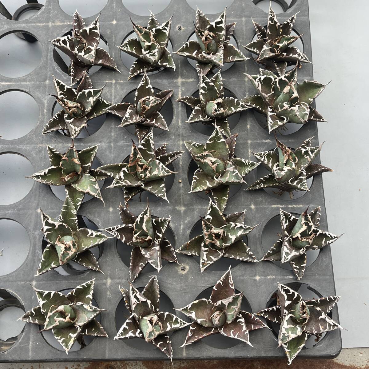 N15多肉植物アガベ チタノタ 凱撒 シーザー agave titanota caesar 強