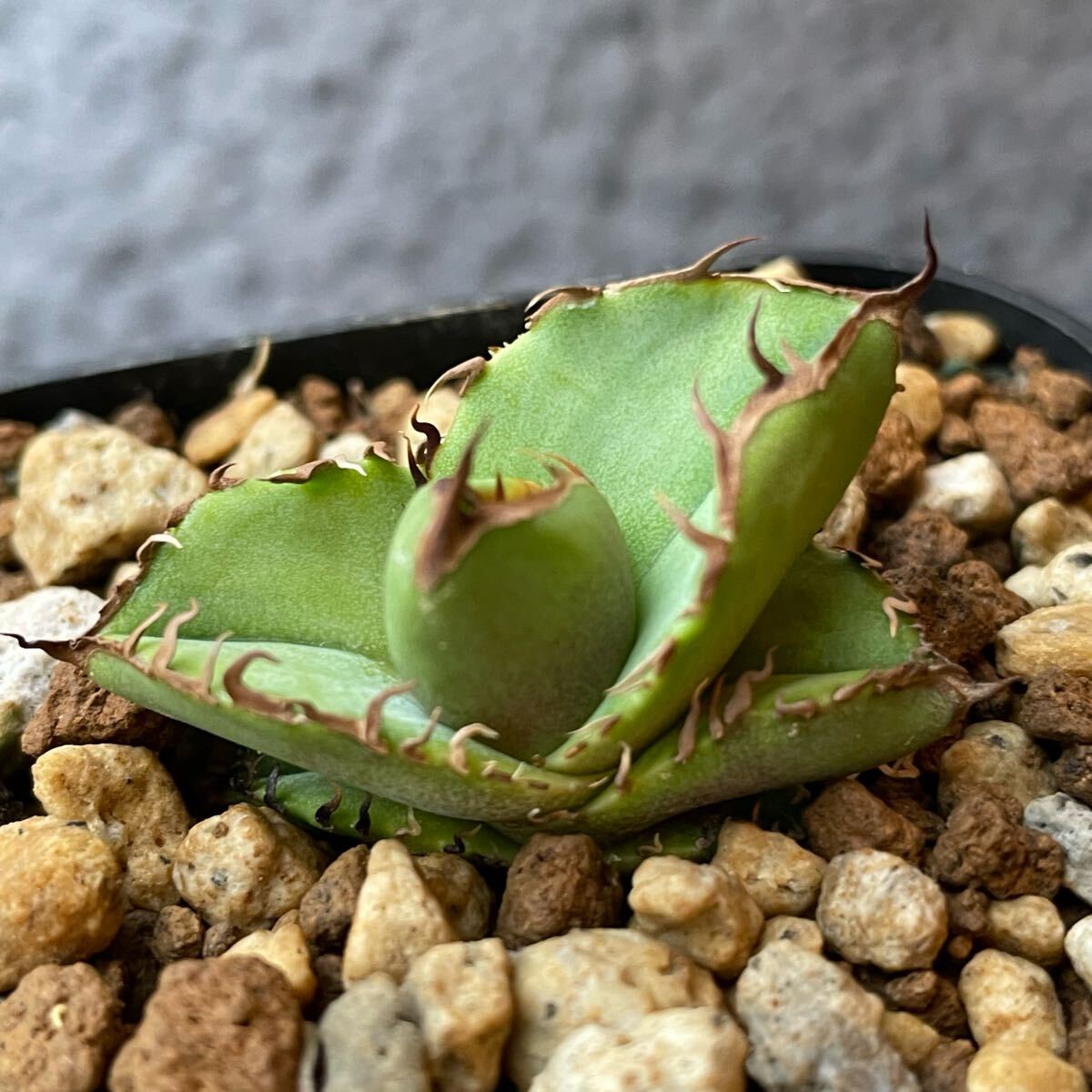 アガベ オテロイ（FO-076）22 実生株 Agave oteroi seedling 【公式通販】