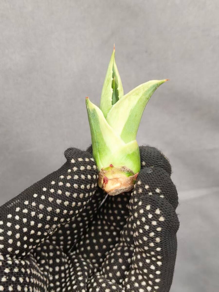 NO73多肉植物アガベ オバティフォリア　オルカ 極上子株_2