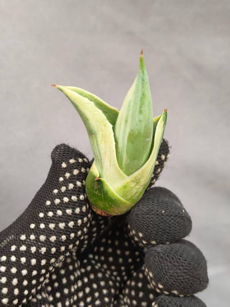 NO73多肉植物アガベ オバティフォリア　オルカ 極上子株_3
