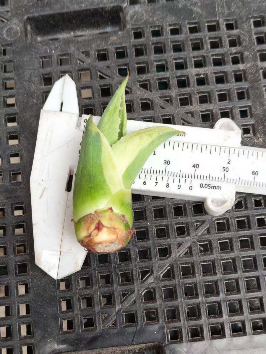 NO73多肉植物アガベ オバティフォリア　オルカ 極上子株_4