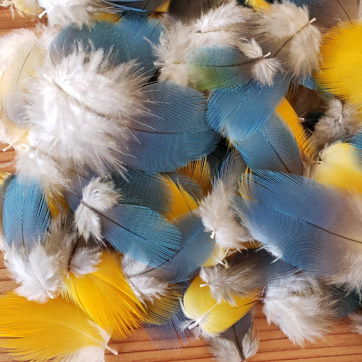 ブルーマコウ　フェザー　羽根　フライ　素材_2