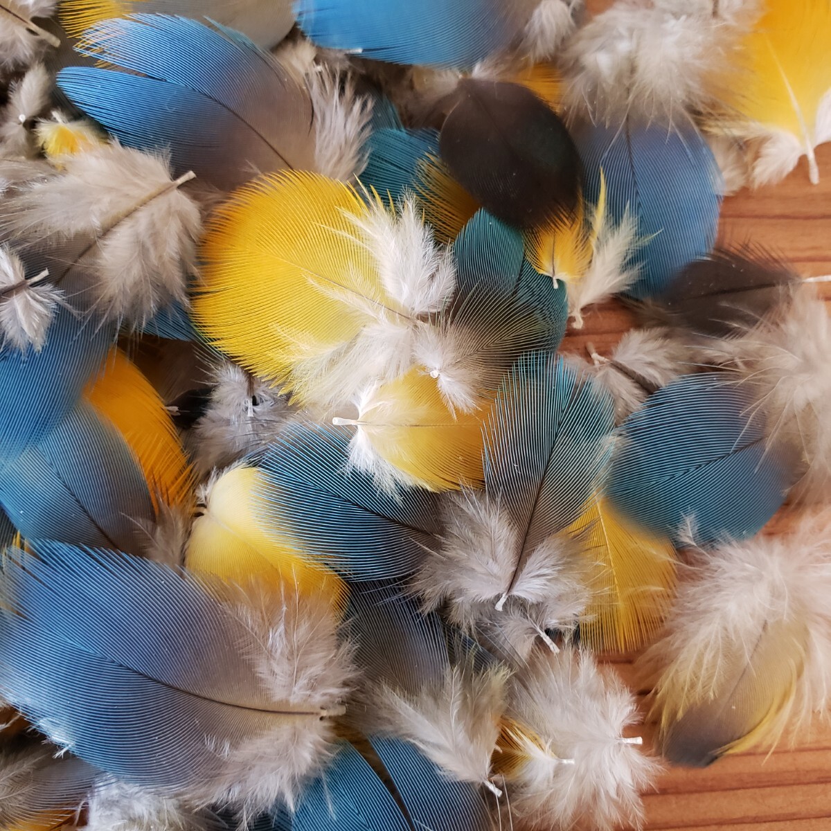 ブルーマコウ　フェザー　羽根　フライ　素材_3