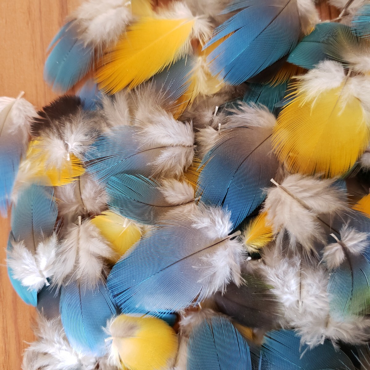 ブルーマコウ　フェザー　羽根　フライ　素材_4