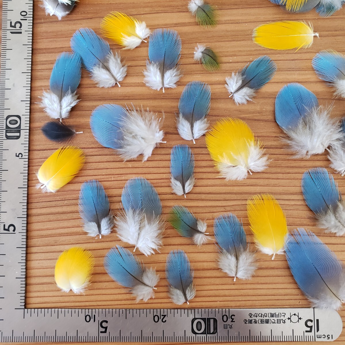 ブルーマコウ　フェザー　羽根　フライ　素材_5