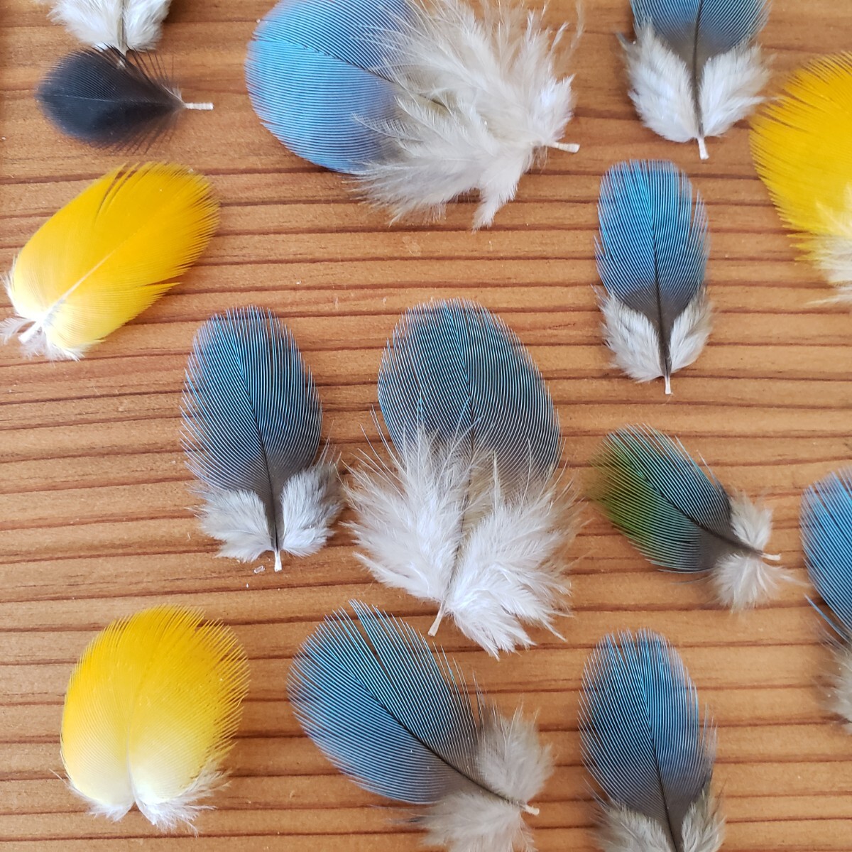 ブルーマコウ　フェザー　羽根　フライ　素材_6